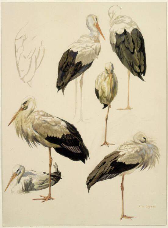 Norbertine von Bresslern-Roth, Weißer Storch, Inv. Nr.: 37833/317