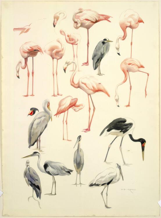 Norbertine von Bresslern-Roth, Flamingo und Reiher, Inv. Nr.: 37833/319