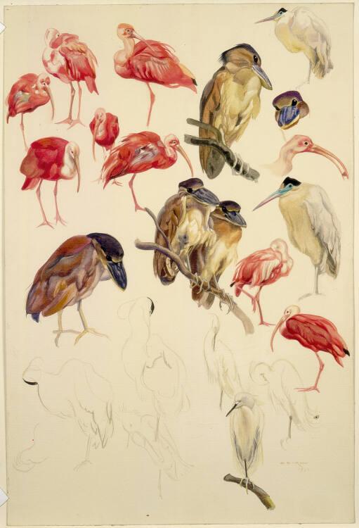 Norbertine von Bresslern-Roth, Ibis u.a., Inv. Nr.: 37833/324