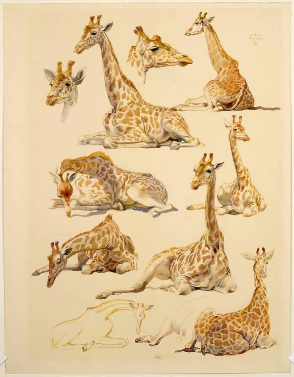 Norbertine von Bresslern-Roth, Giraffe, Inv. Nr.: 37833/366