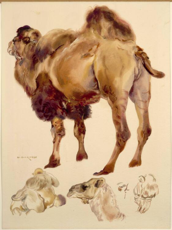 Norbertine von Bresslern-Roth, Kamel, Inv. Nr.: 37833/370