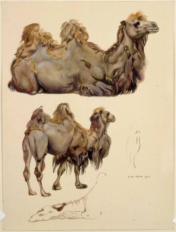 Norbertine von Bresslern-Roth, Kamel, Inv. Nr.: 37833/382