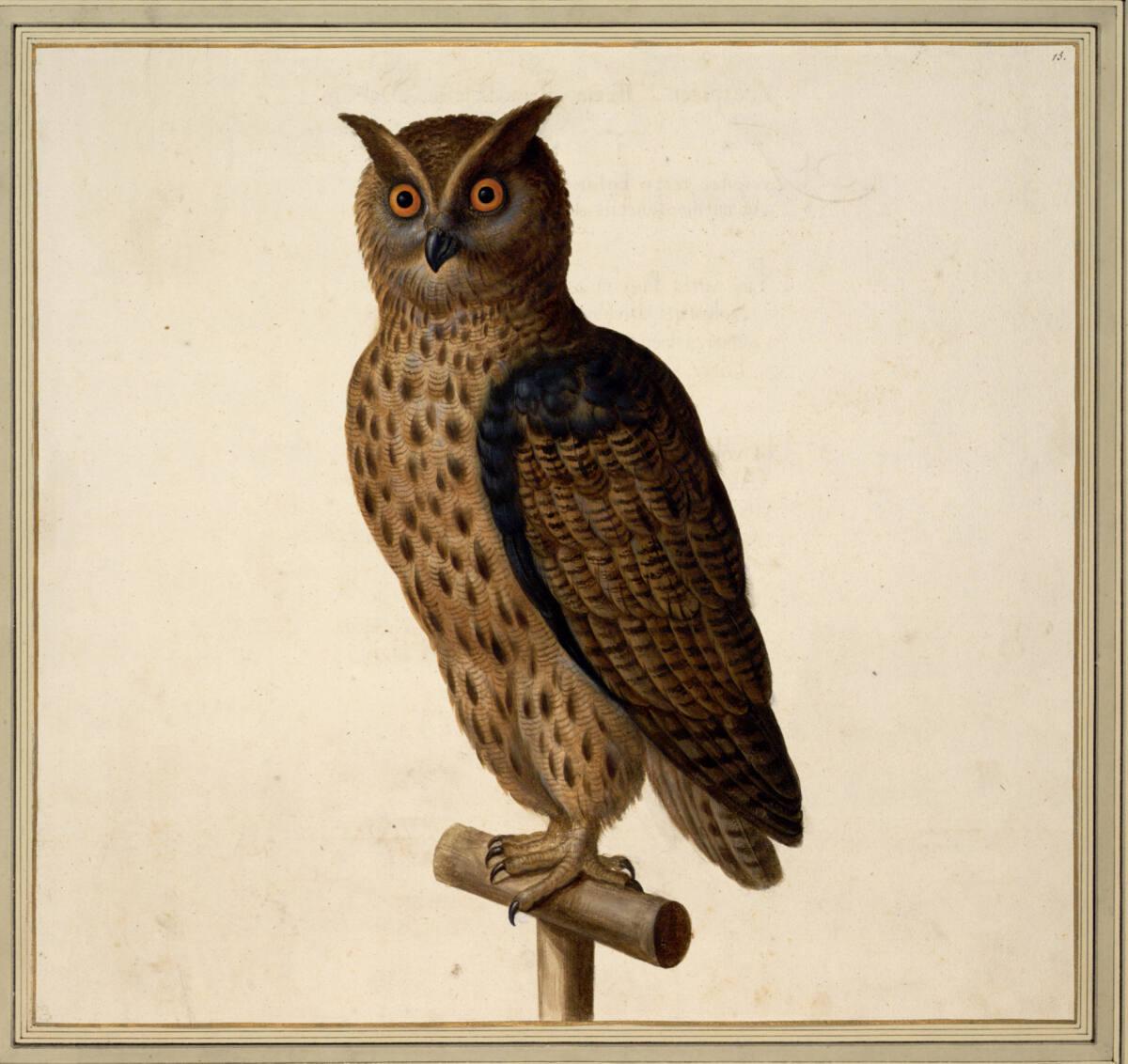 Johann Jakob Walther d. Ä., "Bubo. Ein großer Buhu.", Inv. Nr.: 15506