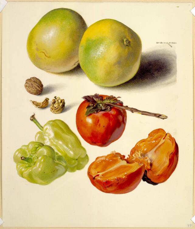 Norbertine von Bresslern-Roth, Paprika, Kaki, Grapefruit, Inv. Nr.: 37833/476