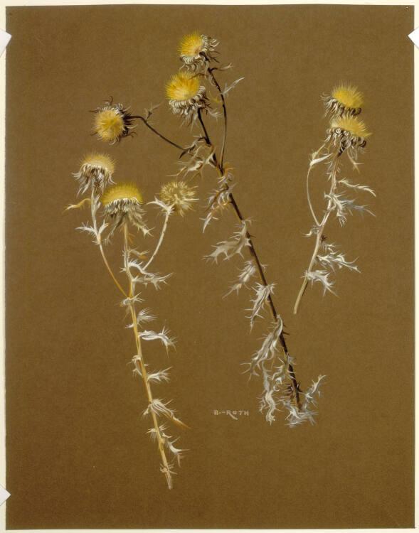 Norbertine von Bresslern-Roth, Distel, Inv. Nr.: 37833/483