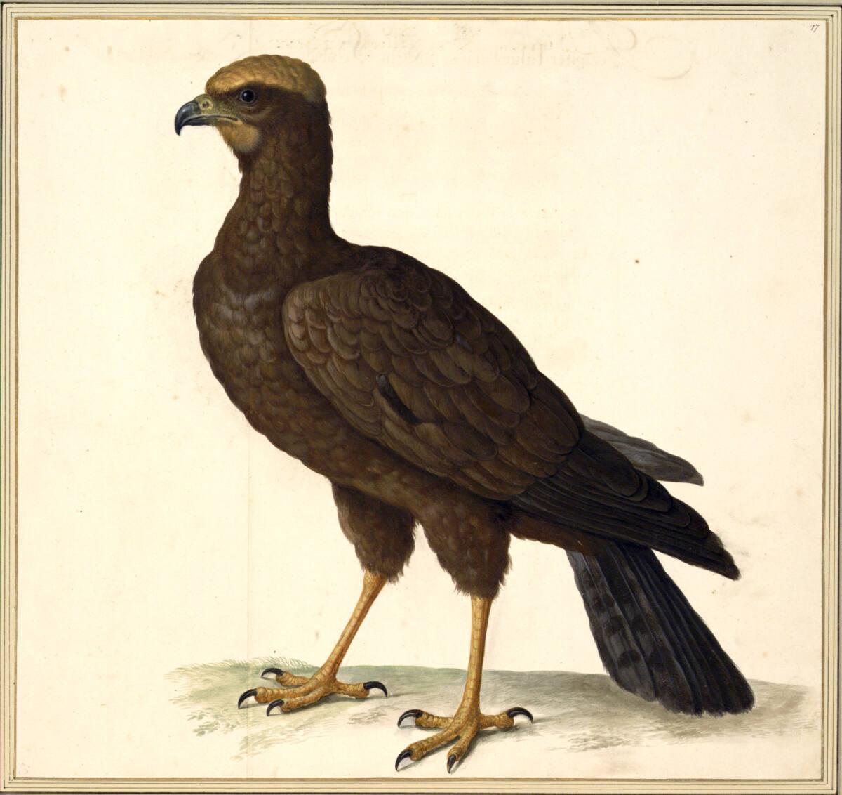 Johann Jakob Walther d. Ä., "Buteo. Ein Mooß Weyhe.", Inv. Nr.: 15508