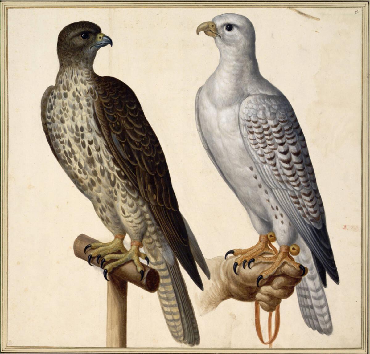 Johann Jakob Walther d. Ä., "Gyr Falco. Ein Gyr Falck. Falco albo. Ein weißer Ißländischer Falc…