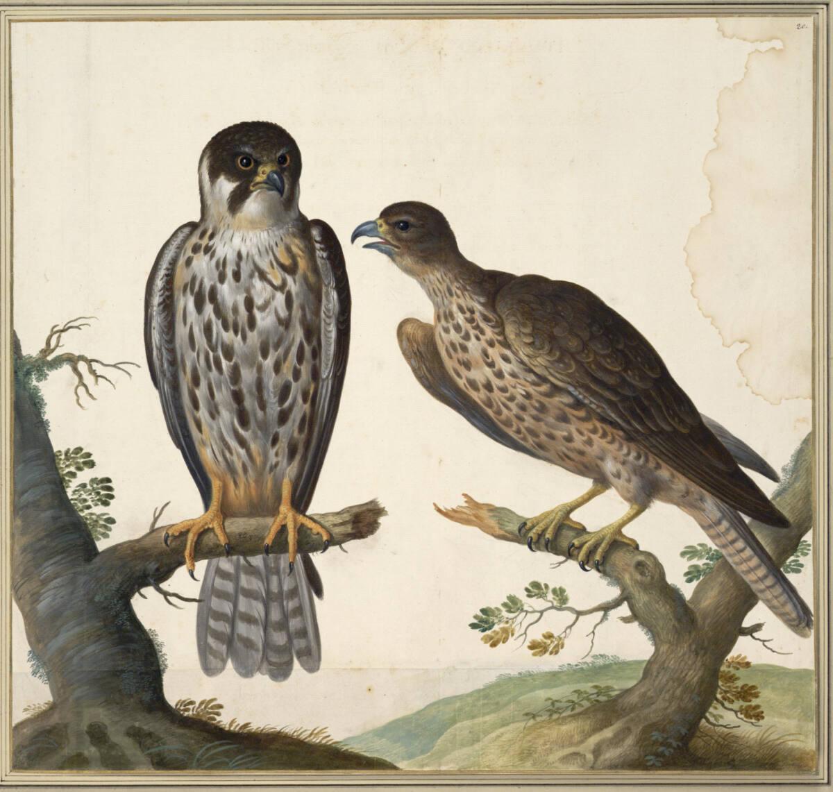 Johann Jakob Walther d. Ä., "Lithofalco. Ein Baum Falck. Falco Rubeus. Ein Roter Falcke.", Inv.…