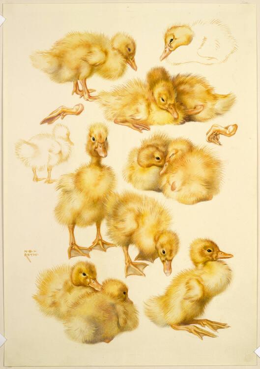 Norbertine von Bresslern-Roth, Junge Enten, Inv. Nr.: 37833/467