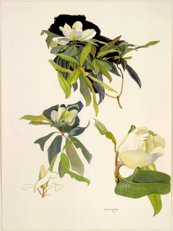 Norbertine von Bresslern-Roth, Blüten, Inv. Nr.: 37833/523