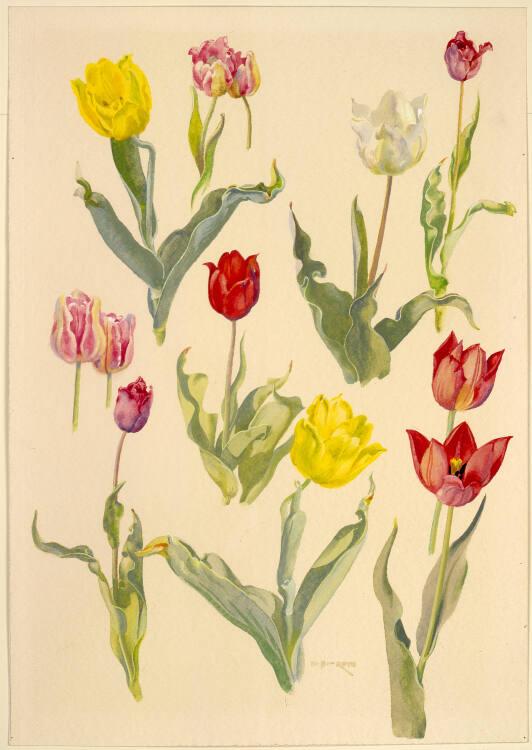 Norbertine von Bresslern-Roth, Tulpen, Inv. Nr.: 37833/527