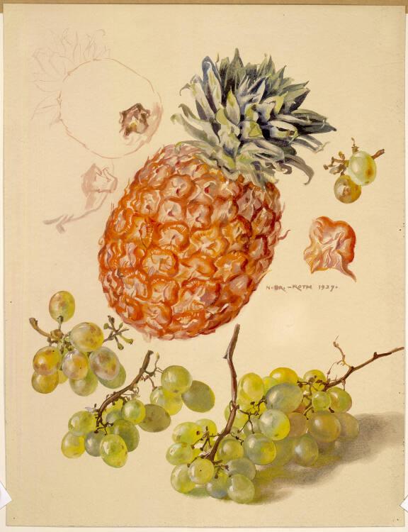 Norbertine von Bresslern-Roth, Ananas, Trauben, Inv. Nr.: 37833/529