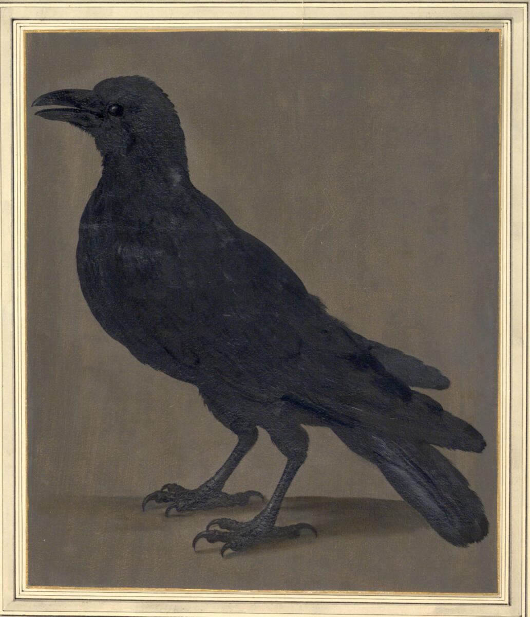 Johann Jakob Walther d. Ä., "Corvus. Ein Raab.", Inv. Nr.: 15518