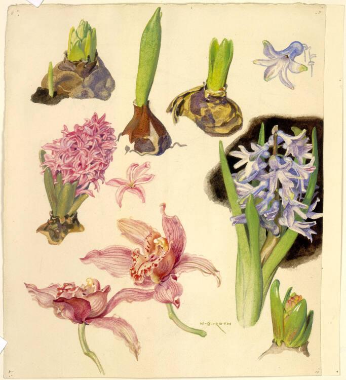 Norbertine von Bresslern-Roth, Hyazinten, Orchidee, Inv. Nr.: 37833/539