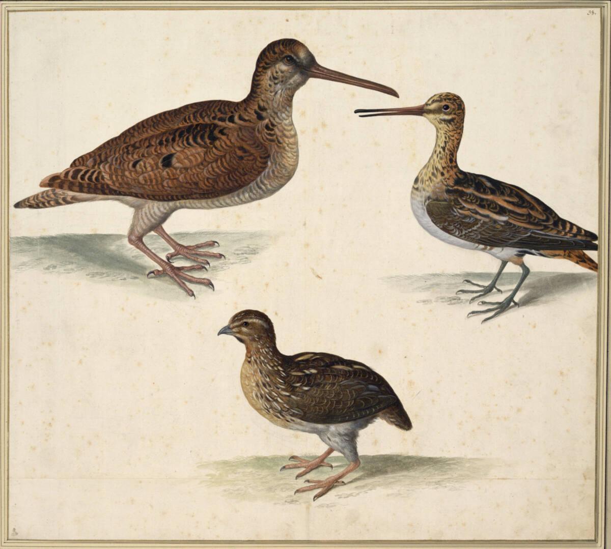 Johann Jakob Walther d. Ä., "Rusticula, Perdix rustica maior. Ein Waldt oder Riedtschnepff. Gal…