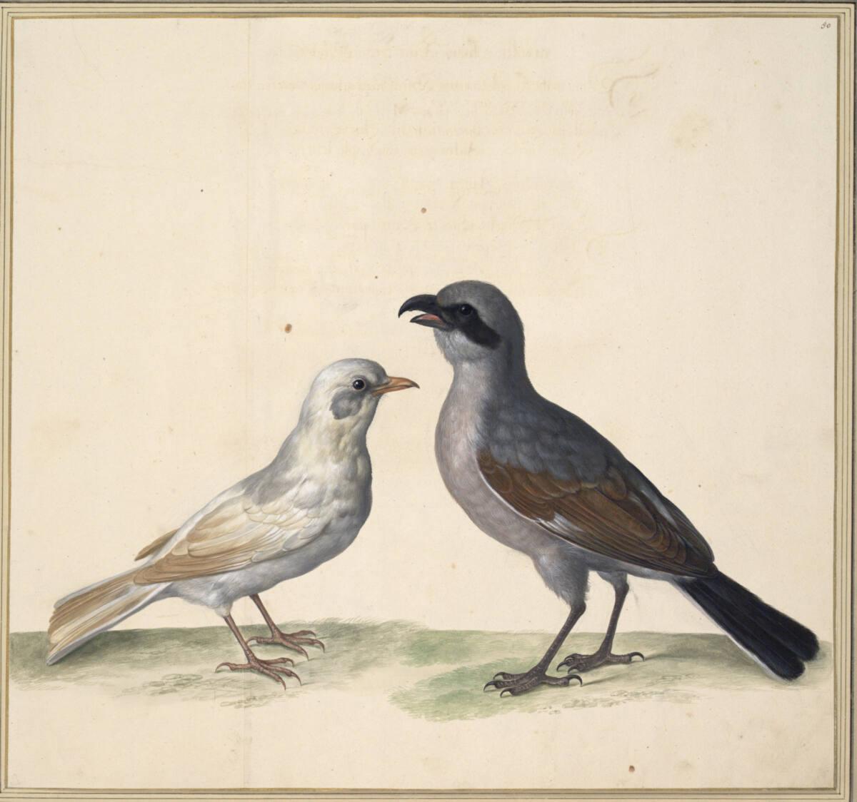 Johann Jakob Walther d. Ä., "Merula alba. Eine weiße Ambsel.", Inv. Nr.: 15541