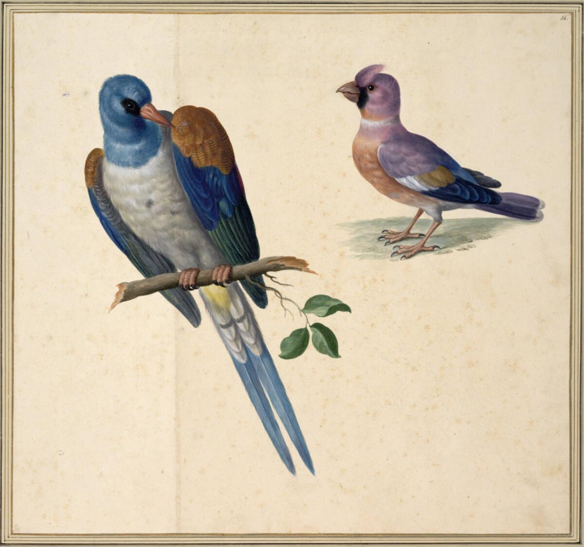 Johann Jakob Walther d. Ä., "Pica Indica mas, ex Iapan. Ein Indanische Atzel. Cocothraustes Ind…