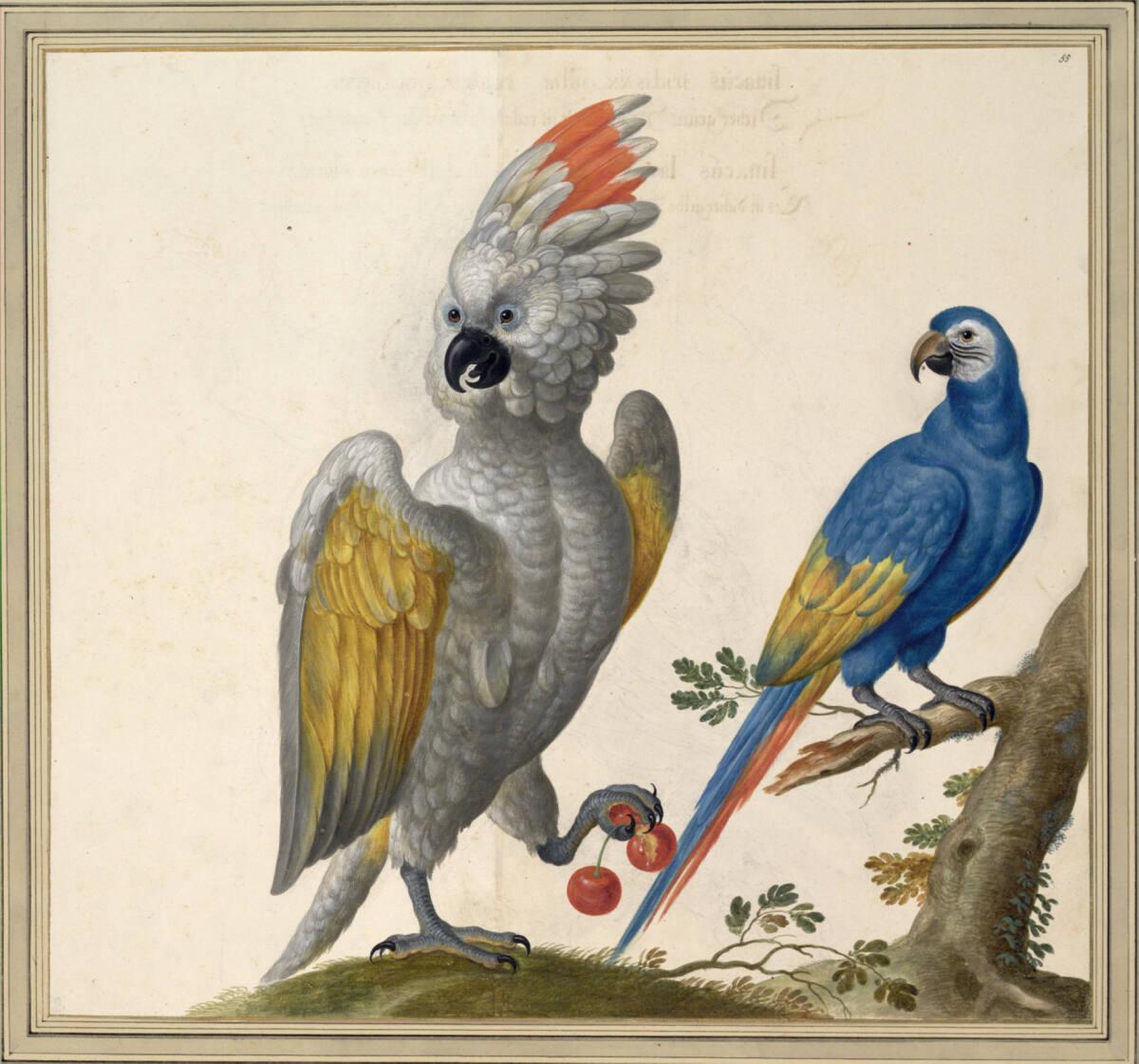 Johann Jakob Walther d. Ä., "Psittacus albus ex Indiae Occidentalis, terra Florida. ab Indis vo…