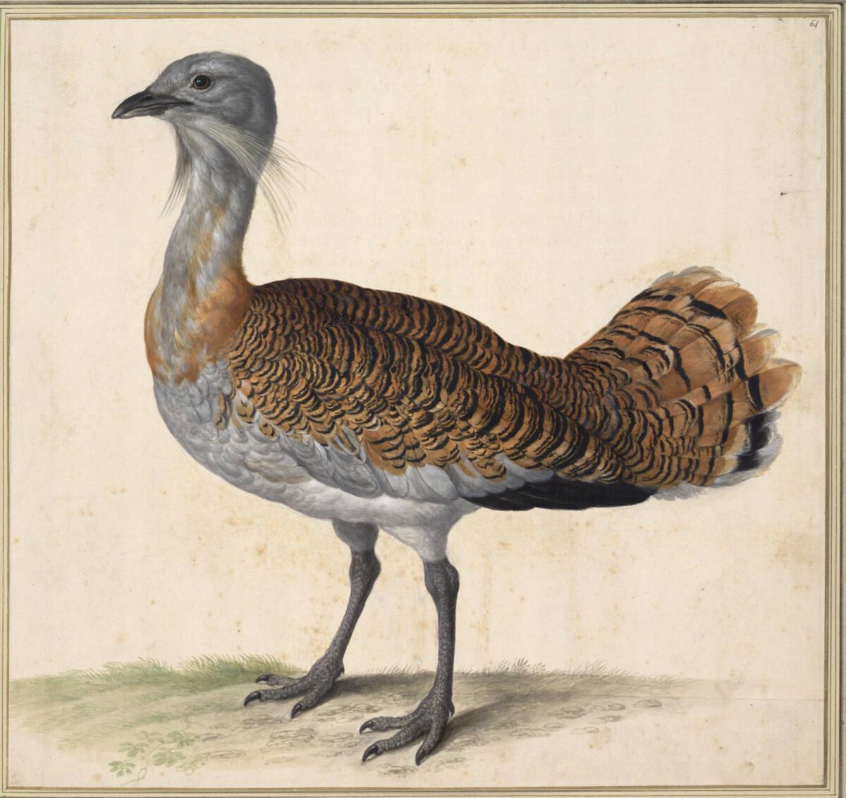 Johann Jakob Walther d. Ä., "Tarda vel Bistarda. Ein Trapp.", Inv. Nr.: 15555