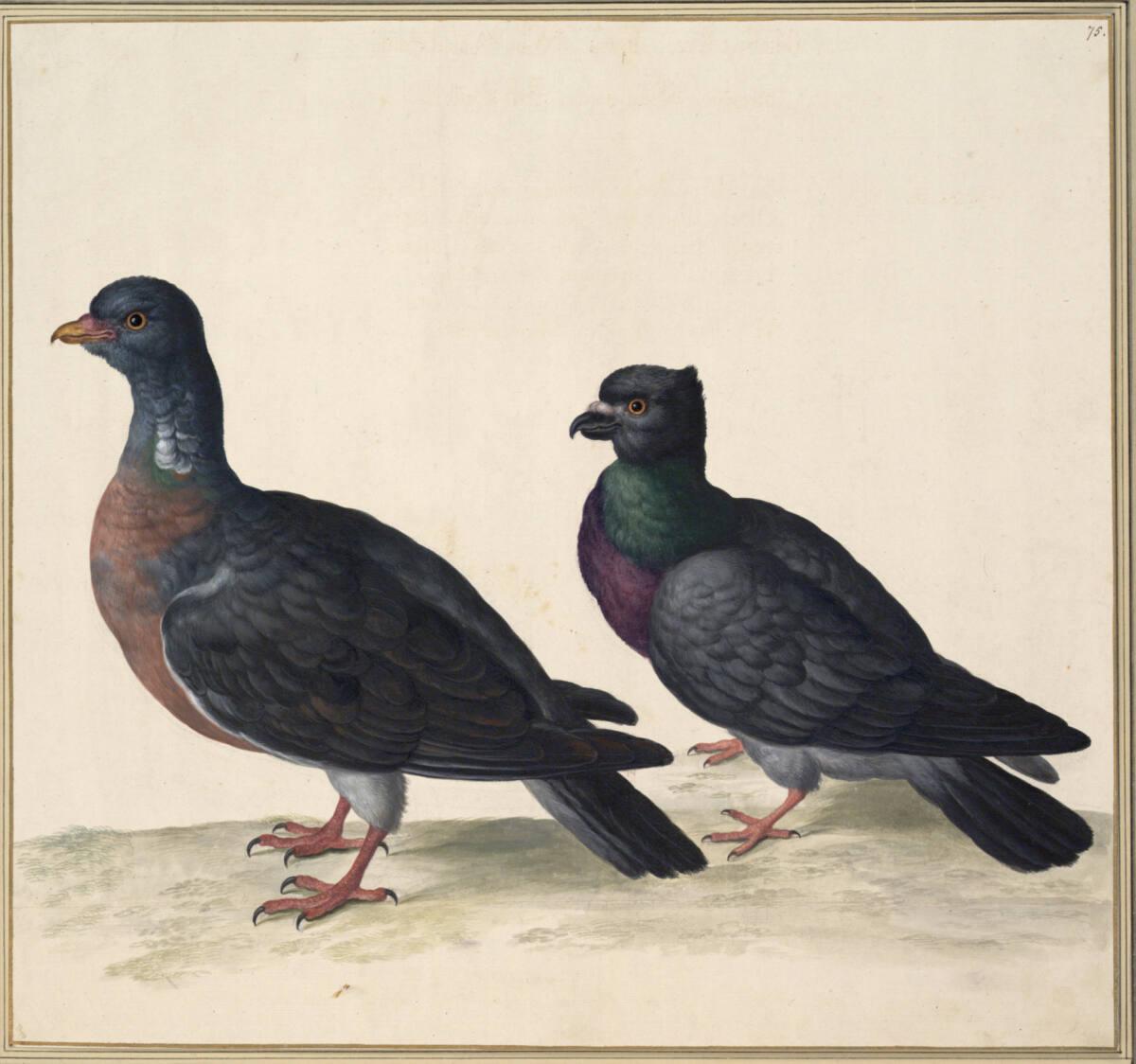 Johann Jakob Walther d. Ä., "Palumbus sive Phatta. Ein Ringel Taub. Columba. Eine gemeyne Feld …
