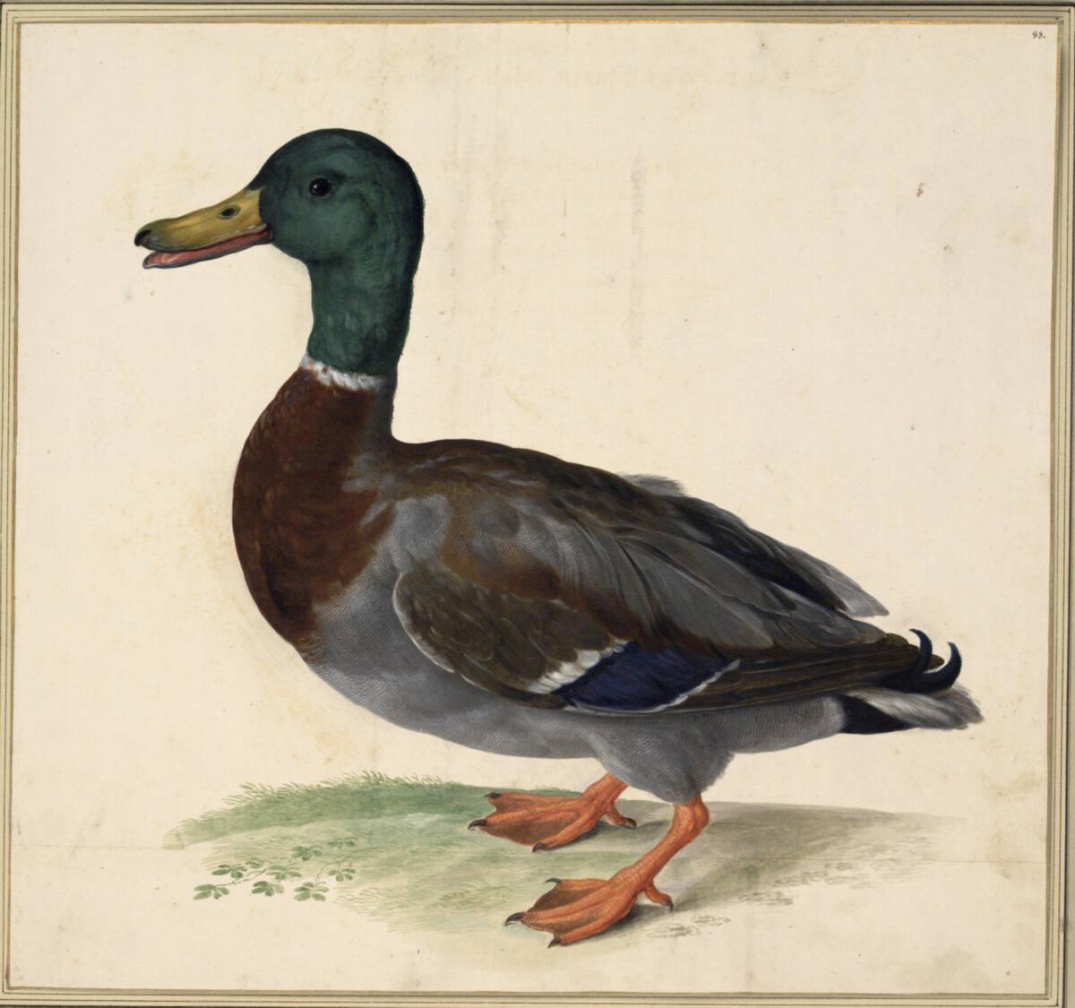 Johann Jakob Walther d. Ä., "Anas Fera torquata maior. Ein Ant Vogel.", Inv. Nr.: 15580