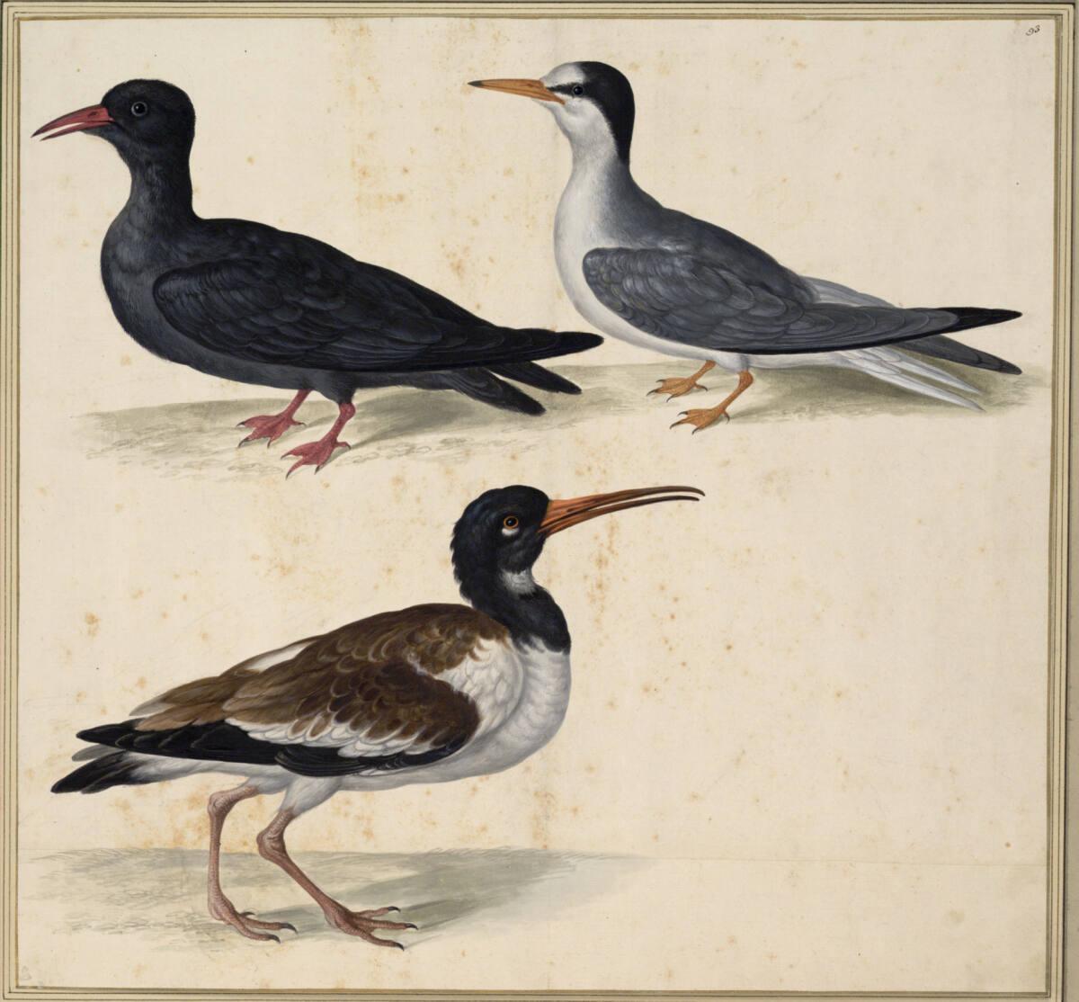 Johann Jakob Walther d. Ä., "Sterna, Larus minor. Ein Fischerlin.", Inv. Nr.: 15585