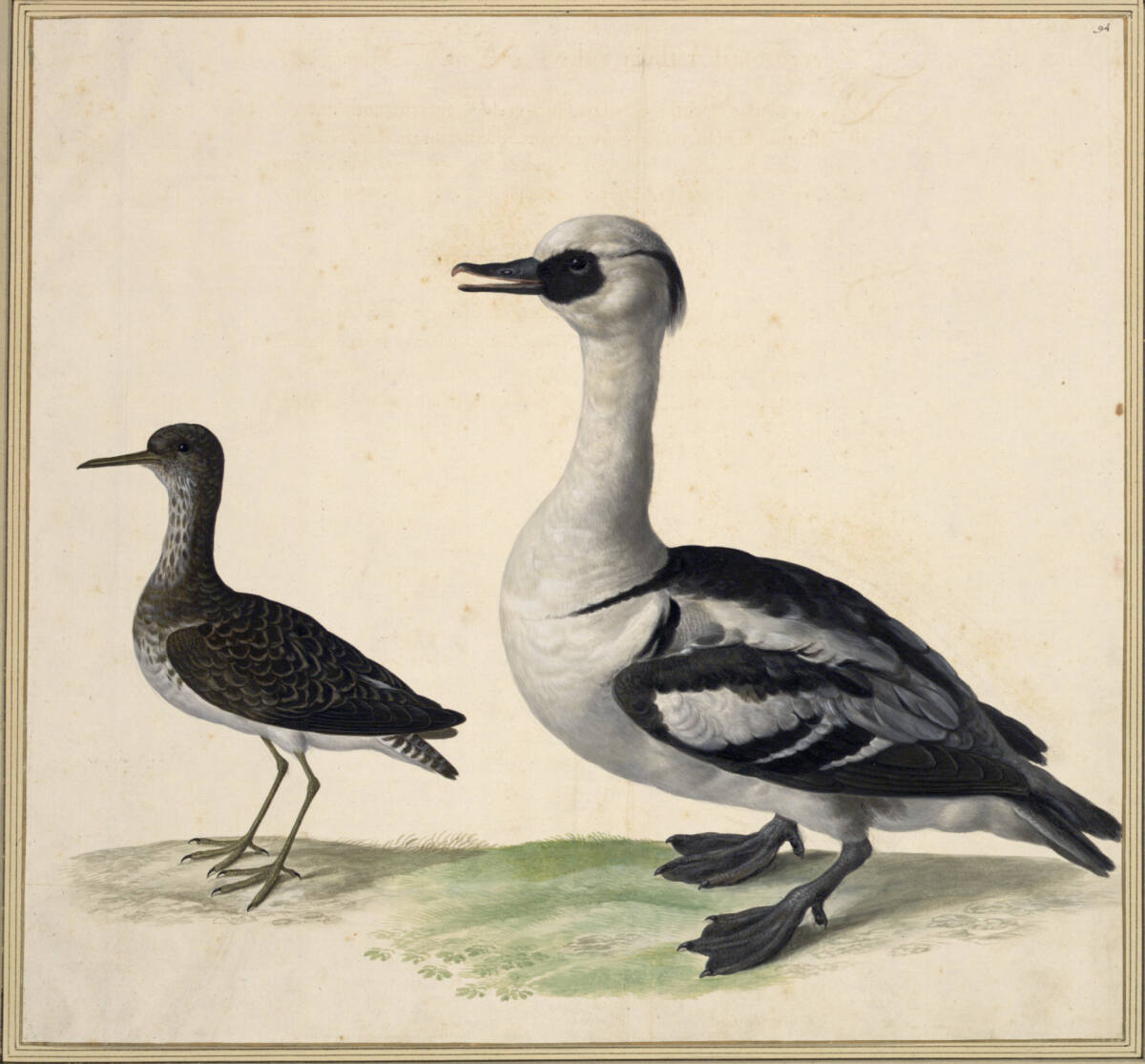 "Mergus uel Aethyia, vulgo. Eine Nonn.", Johann Jakob Walther d. Ä., 1640–1670