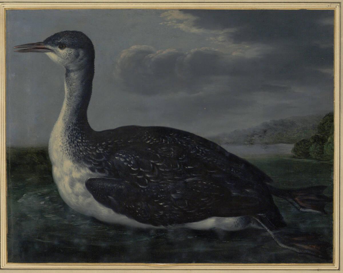 Johann Jakob Walther d. Ä., "Colymbus maior. Ein großer Seefluder.", Inv. Nr.: 15588