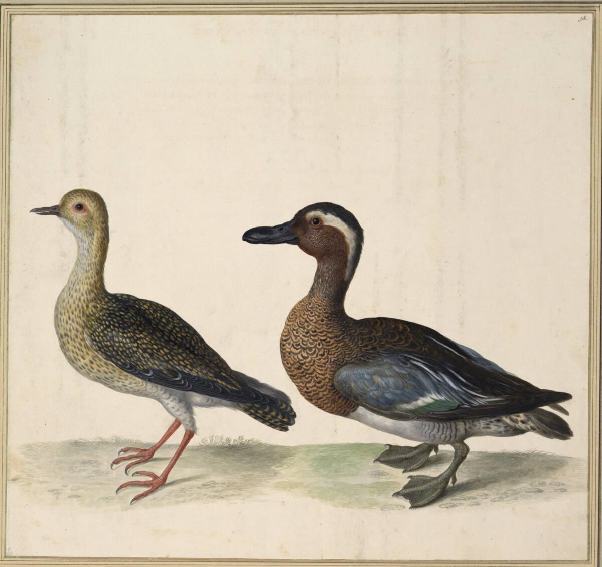 Johann Jakob Walther d. Ä., "Anas Amrellus, vulgo. Ein Kernel.", Inv. Nr.: 15590