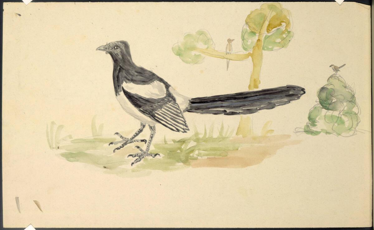 Rudolf Habsburg-Lothringen, Elster, im Hintergrund zwei weitere Vögel, Inv. Nr.: 45050