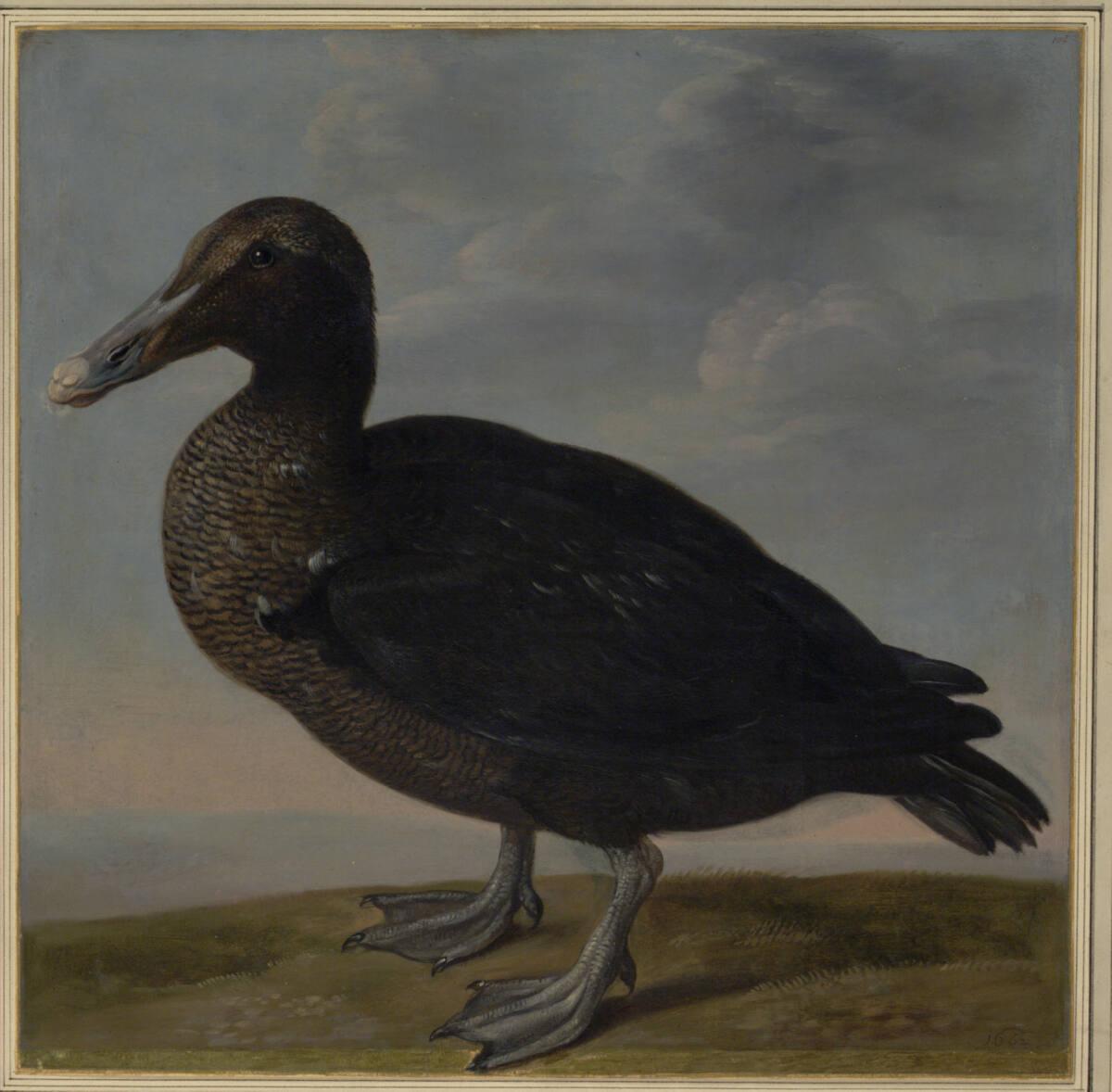 Johann Jakob Walther d. Ä., "Anas Libyca. Eine fremde Wilde Ente.", Inv. Nr.: 15594