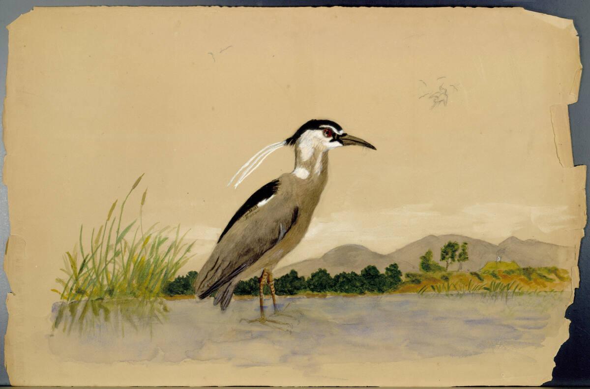 Rudolf Habsburg-Lothringen, Vogel am Wasser, Inv. Nr.: 45062