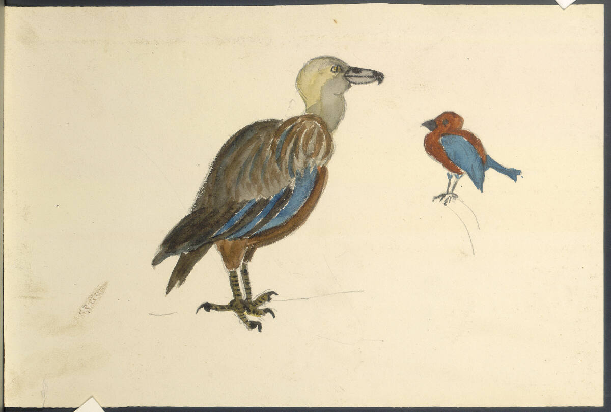 Vögel, zwei Arten, Rudolf Habsburg-Lothringen