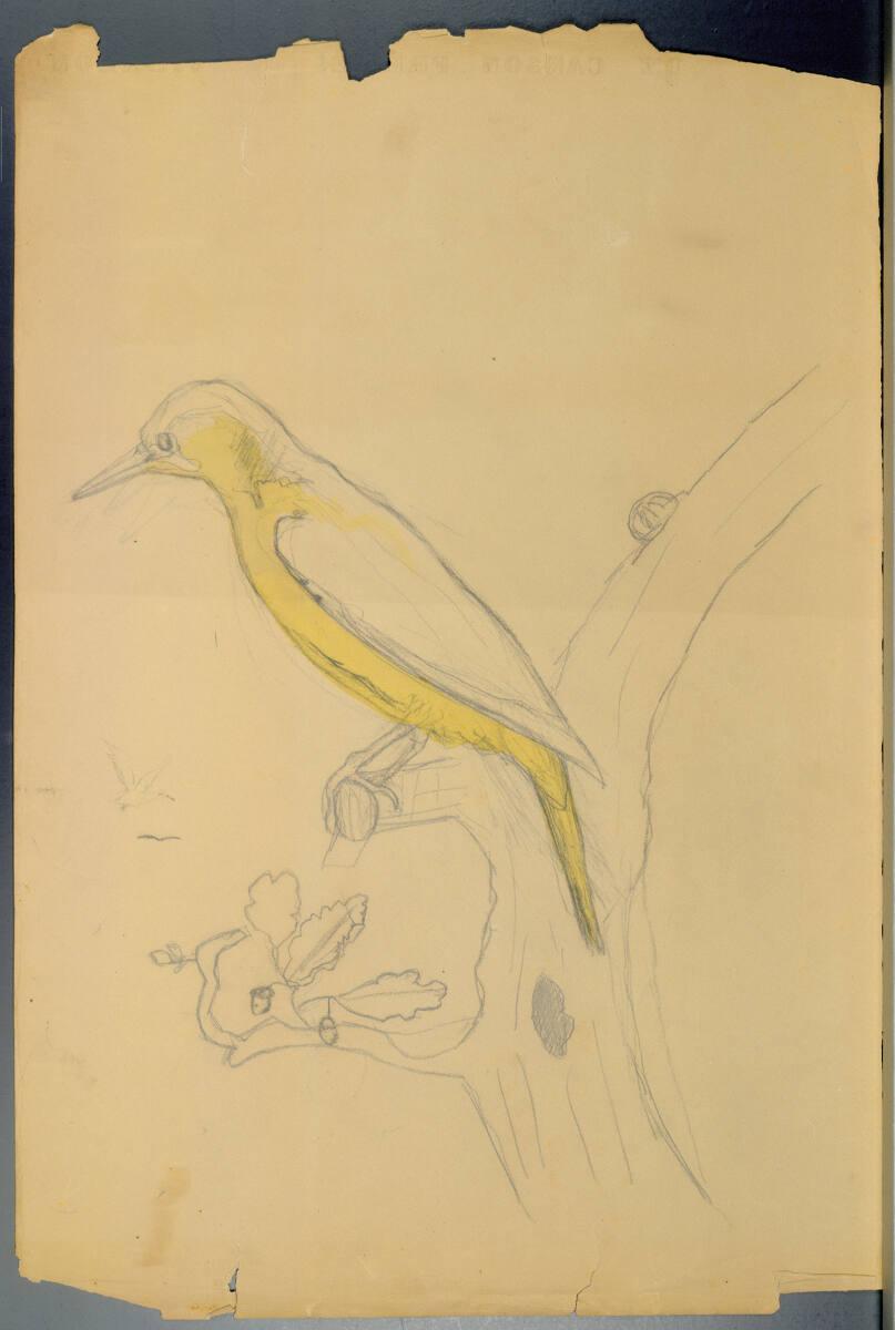 Rudolf Habsburg-Lothringen, Gelber Vogel auf einem Baumast sitzend, Inv. Nr.: 45067