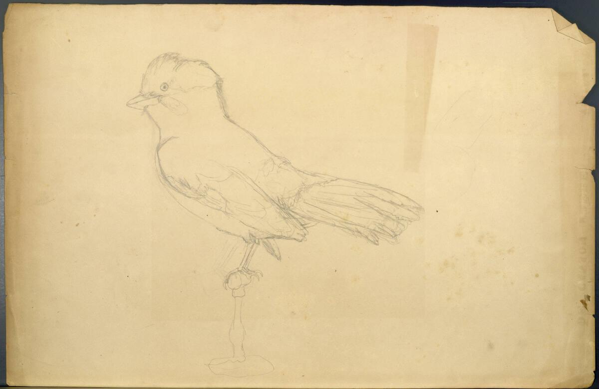 Rudolf Habsburg-Lothringen, Vogel, Inv. Nr.: 45068