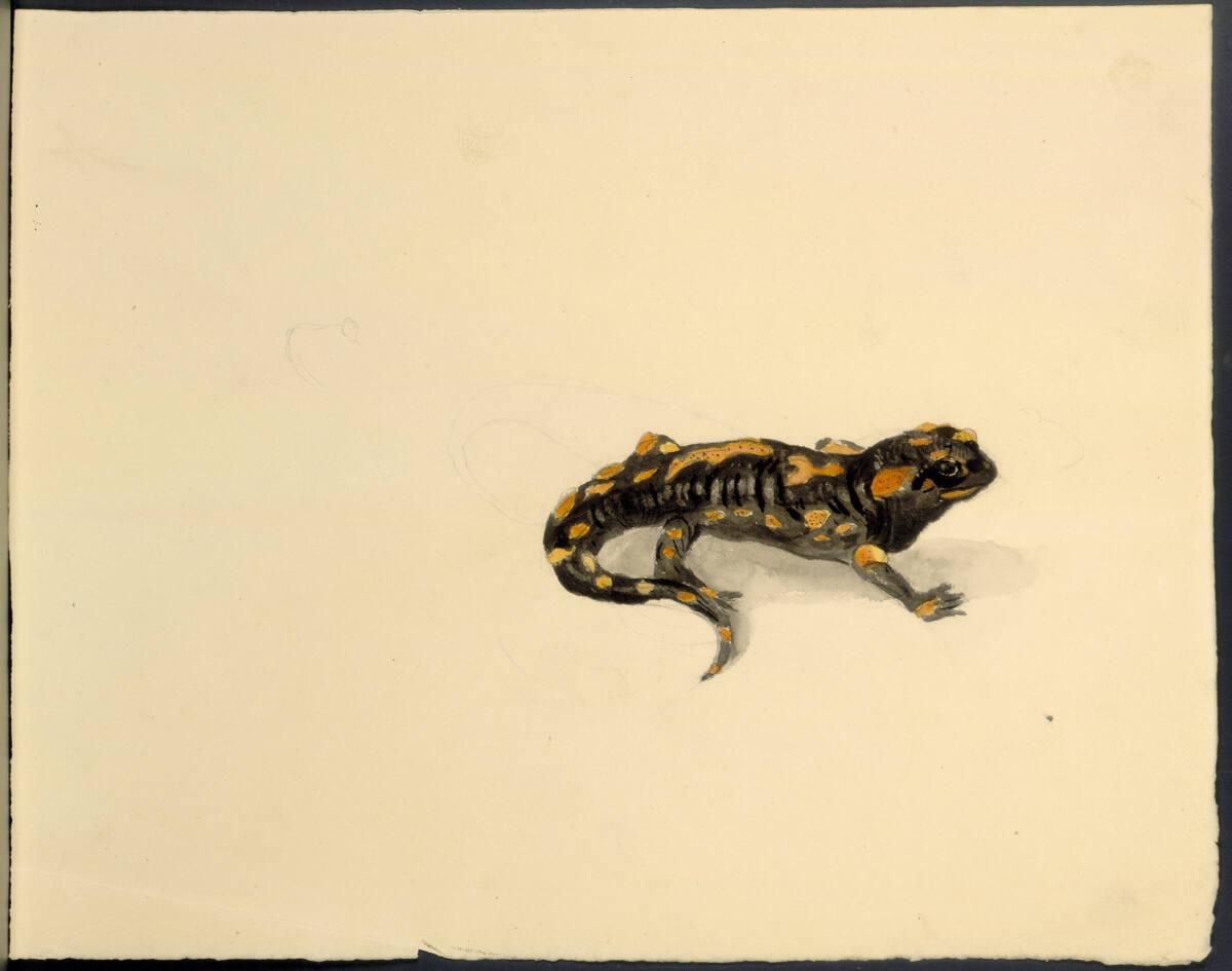 Rudolf Habsburg-Lothringen, Feuersalamander, Inv. Nr.: 45075