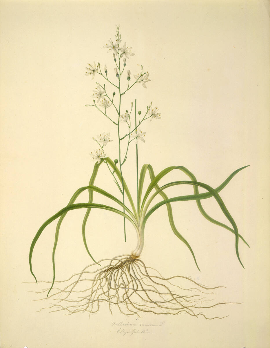 Anthericum ramosum L - Ästige Graslilie, AugustRokert, 1835–1855