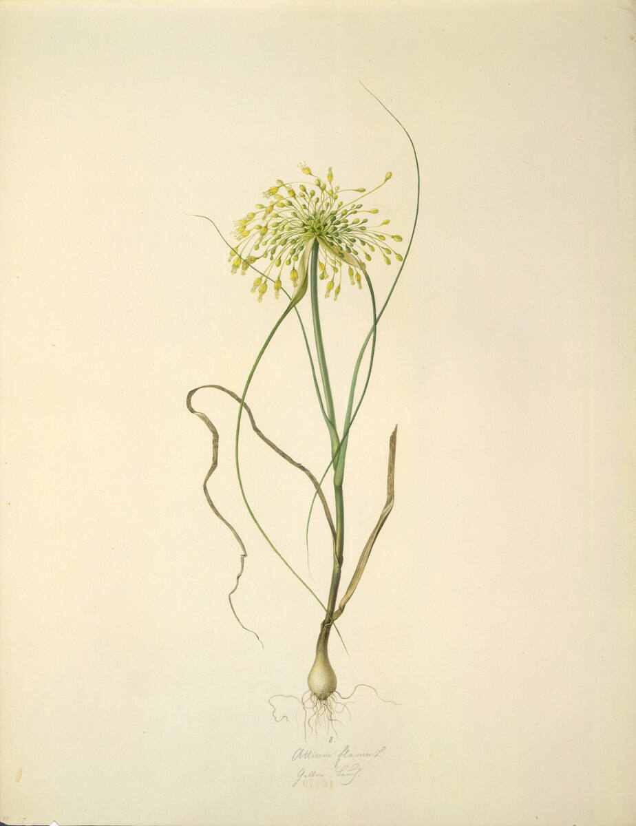 AugustRokert, Allium flavum L - Gelber Lauch