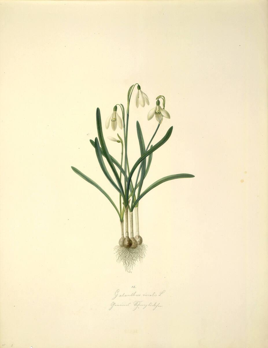 August Rokert, Galanthus nivalis L - Kleines Schneeglöckchen, Inv. Nr.: 16459
