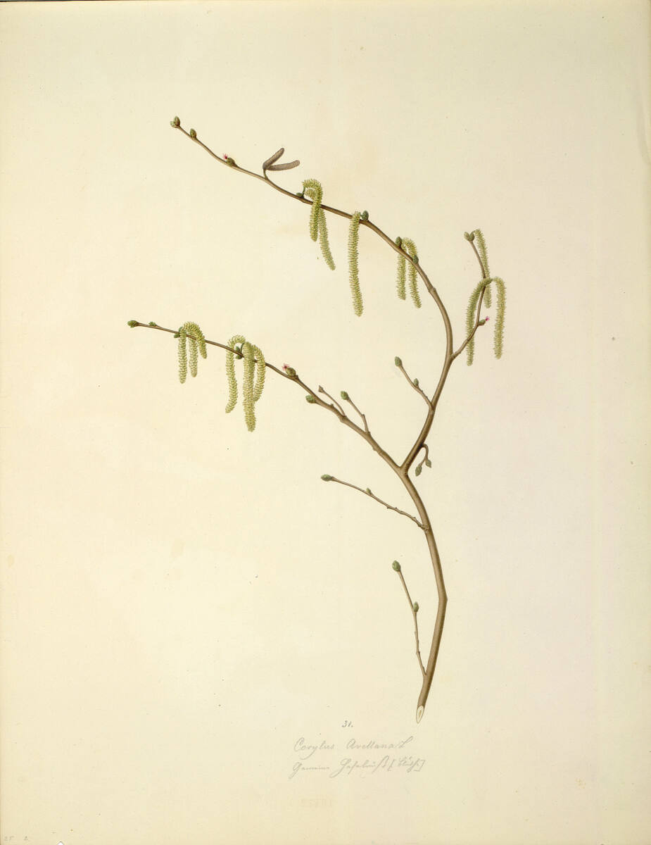 AugustRokert, Corylus Avellana L - Gemeine Hasel (Blüte)