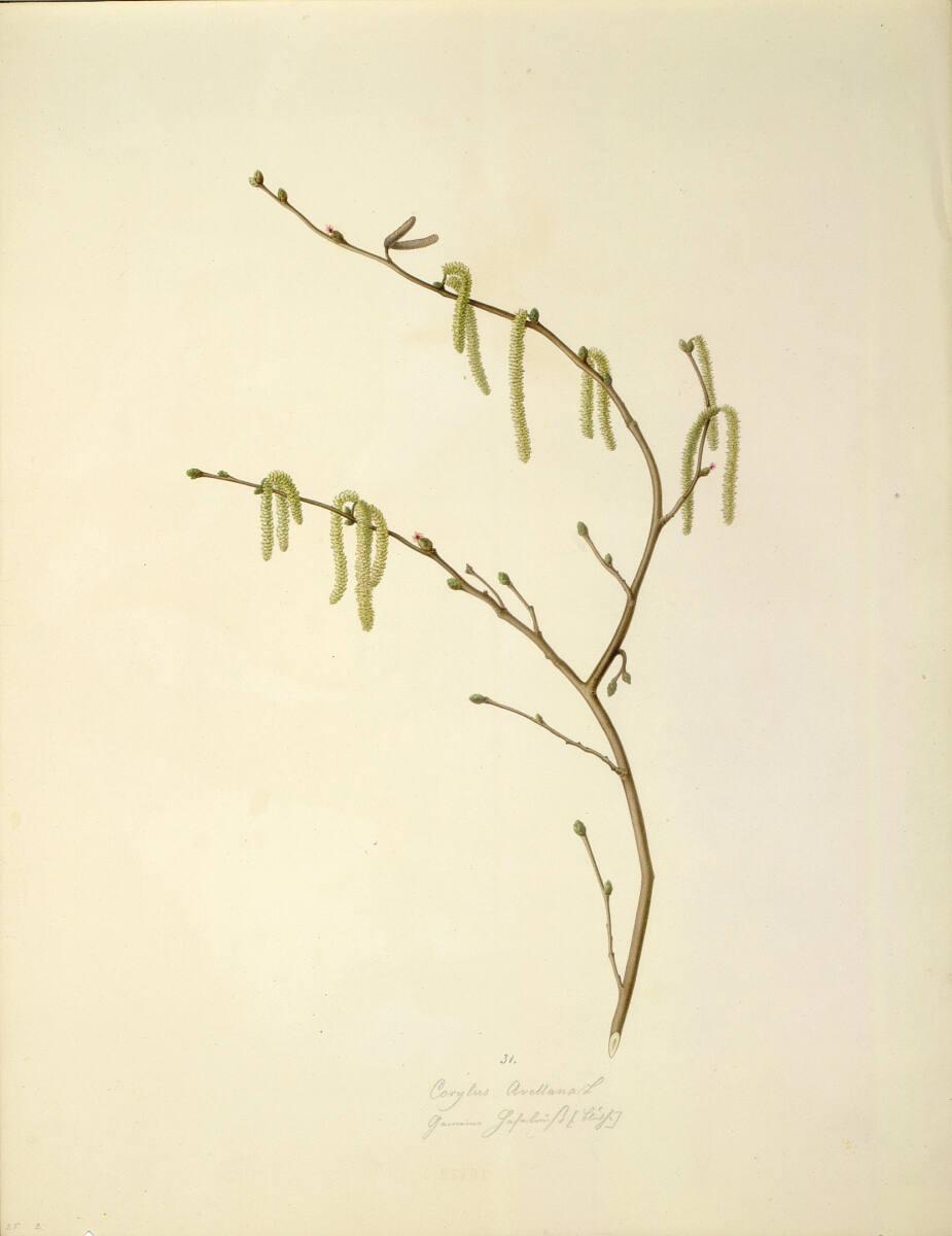 August Rokert, Corylus Avellana L - Gemeine Hasel (Blüte), Inv. Nr.: 16472