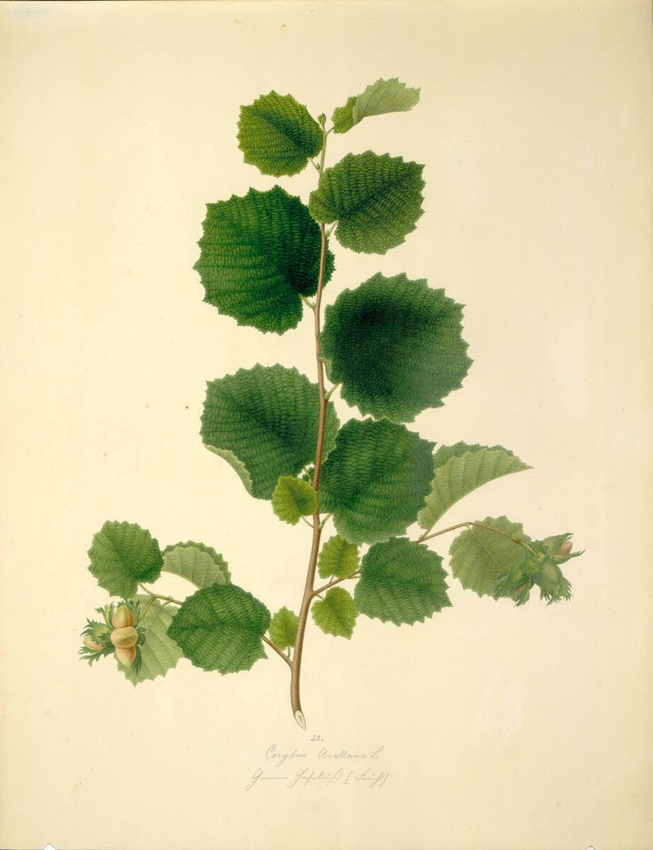 August Rokert, Corylus Avellana L - Gemeine Hasel (Frucht), Inv. Nr.: 16473