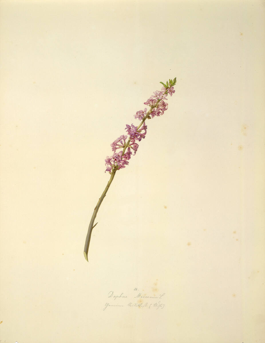 AugustRokert, Daphne Mezereum L - Echter Seidelbast (Blüte)