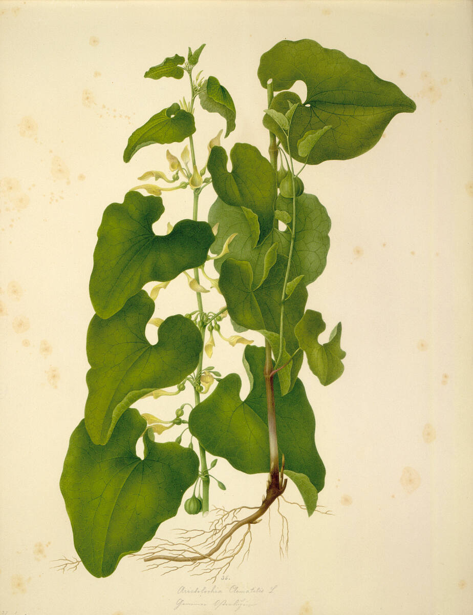 AugustRokert, Aristolochia Clematitis L - Gewöhnliche Osterluzei