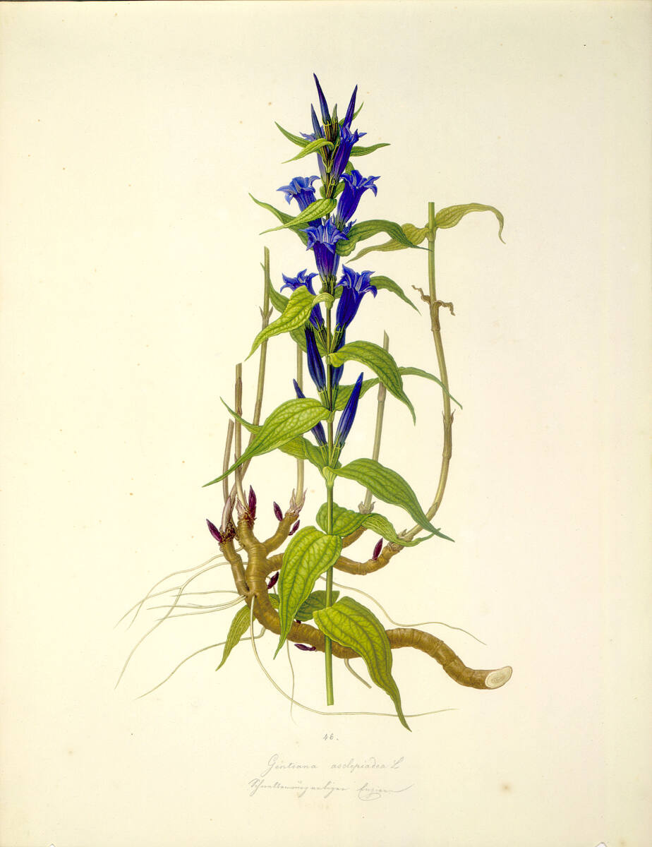 AugustRokert, Gentiana asclepiadea L - Schwalbenwurz-Enzian