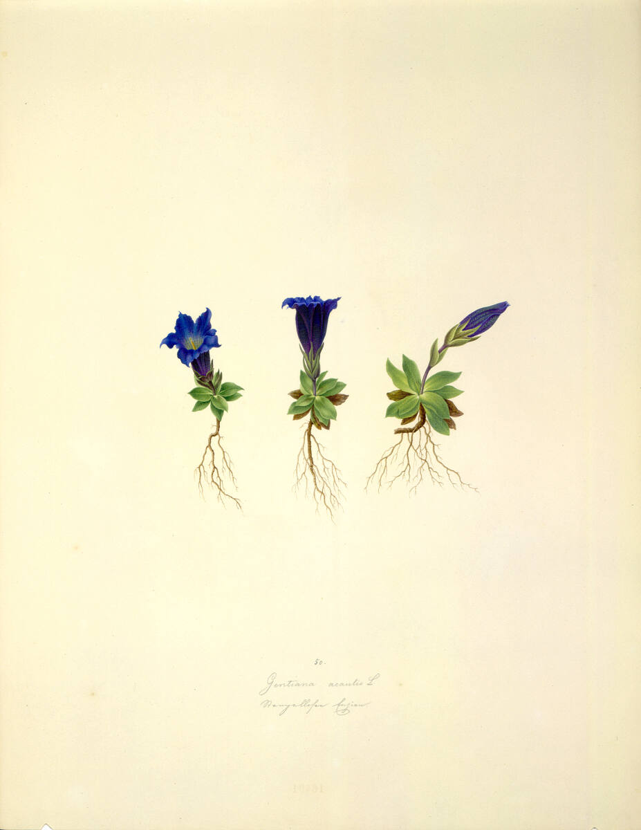 AugustRokert, Gentiana acaulis L - Kochscher Enzian
