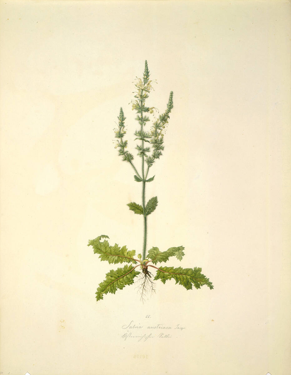 AugustRokert, Salvia austriaca Jacqu. - Österreichischer Salbei