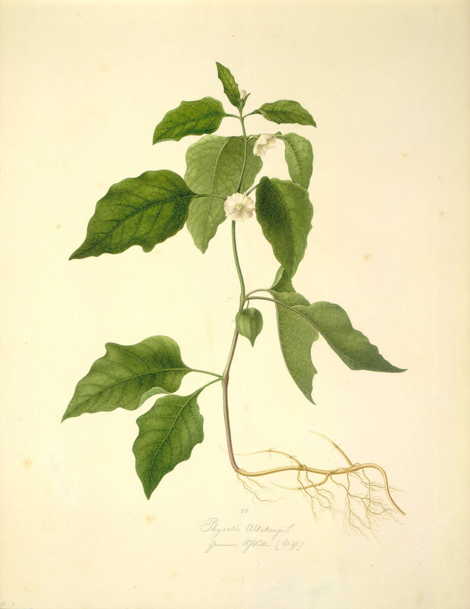 AugustRokert, Physalis Alkekengi L - Lampionblume (Blüte)