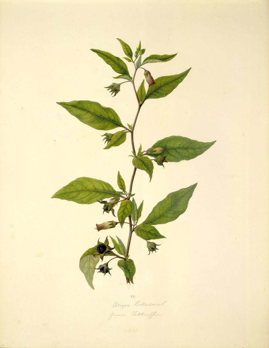 August Rokert, Atropa belladonna L - Schwarze Tollkirsche, Inv. Nr.: 16500