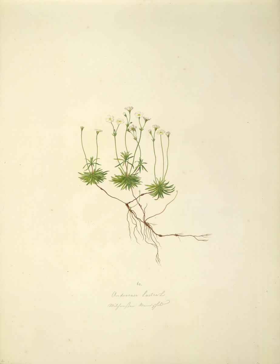 August Rokert, Androsace lactea L - Milchweißer Mannsschild, Inv. Nr.: 16503